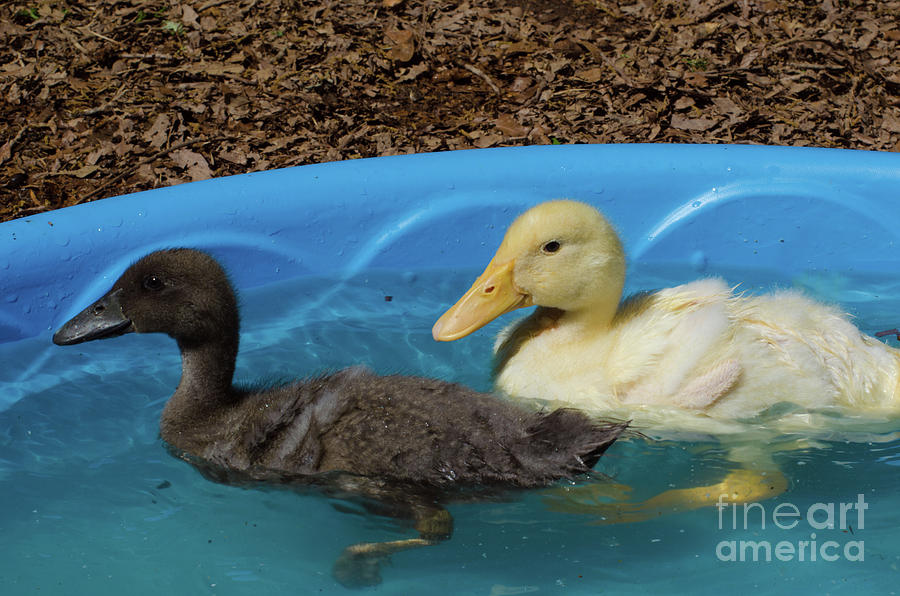 First Swimming Lesson Photograph by Donna Brown