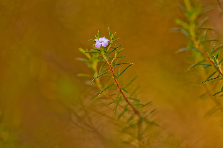 Nature Photograph - First To Flower by Az Jackson