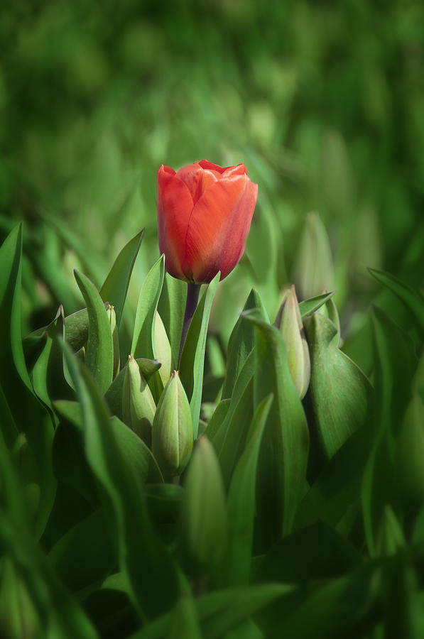 First Tulip Photograph by Alex Hiemstra