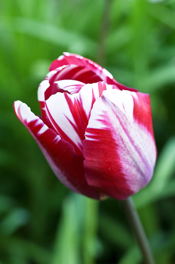 First Tulip Photograph by Edward Myers