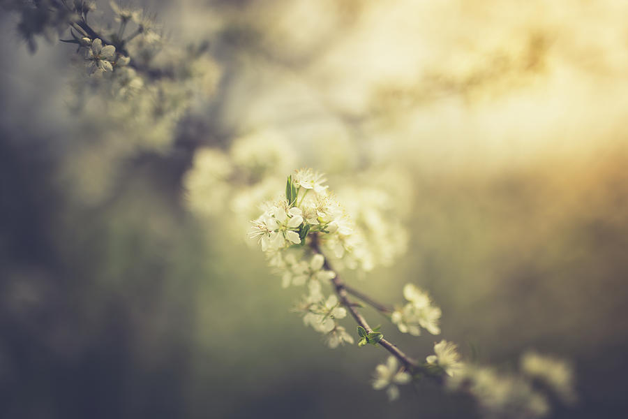 First Whispers Of Spring Photograph by Shane Holsclaw