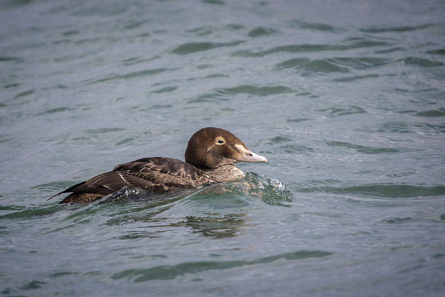 First Winter King Eider Drake Photograph by Gary Hall