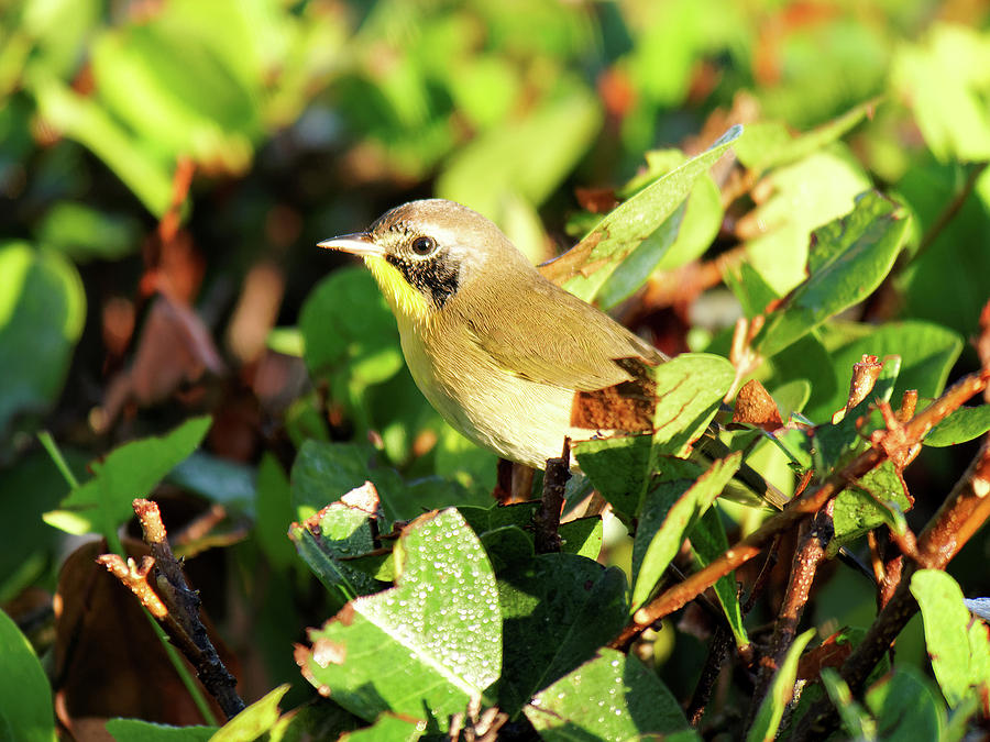 First Winter Male Common Yellowthroat Warbler Photograph by Jill Nightingale