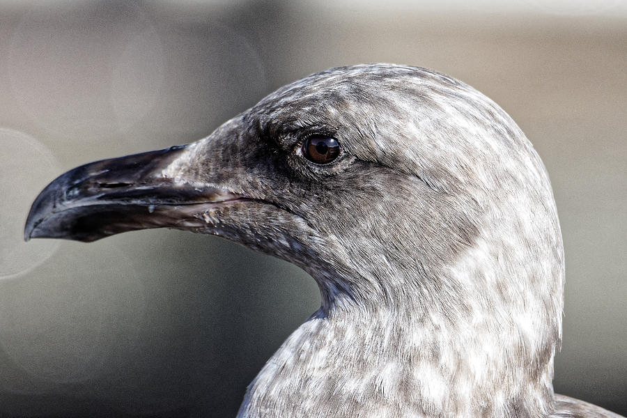 First Winter -- Western Gull in Morro Bay, California Photograph by Darin Volpe