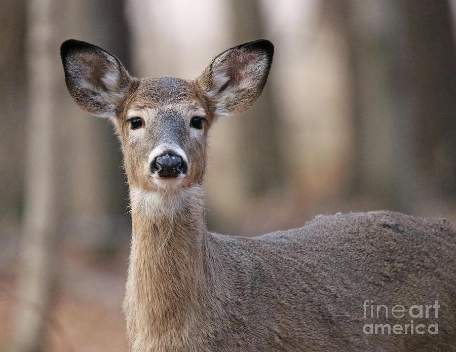First Winter, Whitetail Deer Photograph by Steve Gass