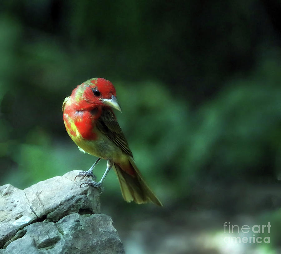 First year male summer tanager Photograph by Elizabeth Winter