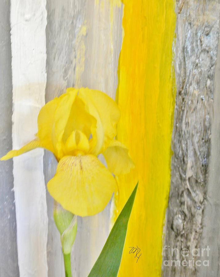 First Yellow Iris Photograph by Marsha Heiken