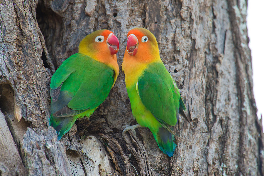 Fischers Lovebird Agapornis Fischeri Photograph by Panoramic Images