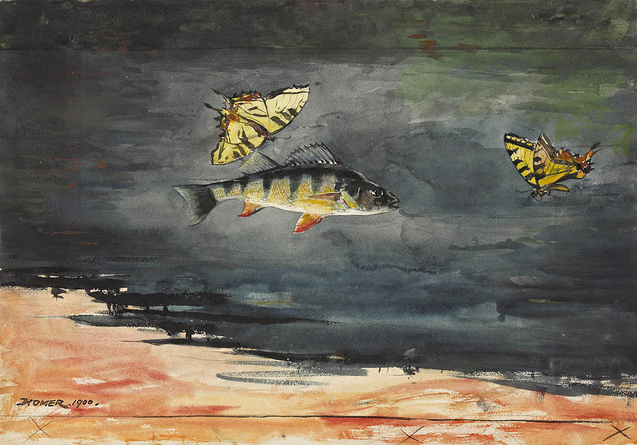 Fish and Butterflies Drawing by Winslow Homer