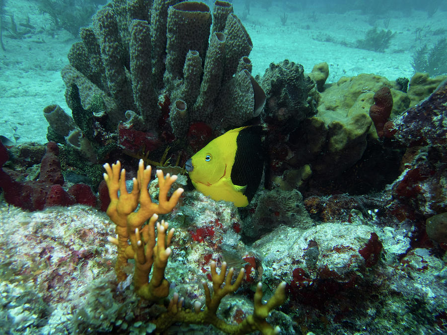 Fish And Coral Photograph