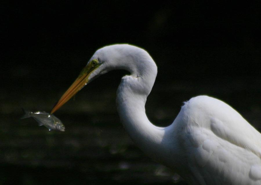 Fish and Egret Photograph by Christopher J Kirby