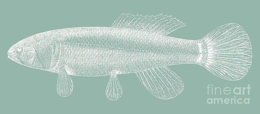 Fish Digital Art by Anne Kitzman