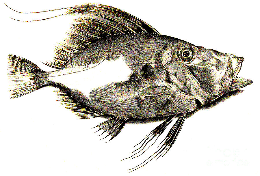 Fish Drawing by Antonio Lafreri