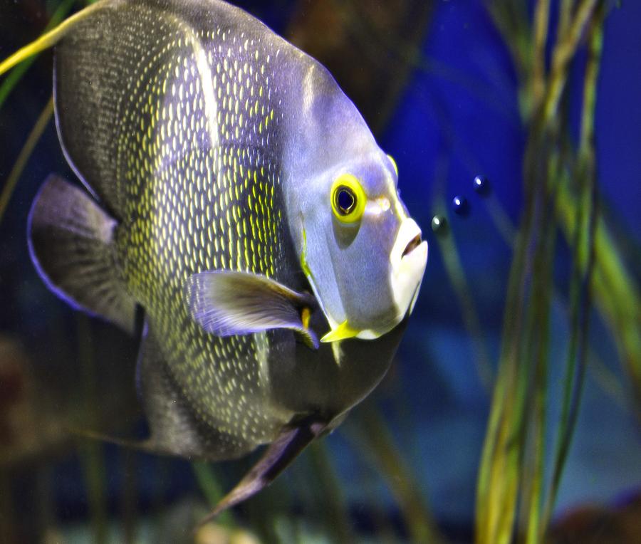 Fish Bubbles Photograph by Image Takers Photography LLC - Laura Morgan