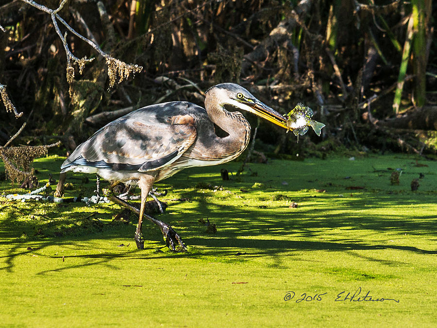 Fish Catches A Great Blue Heron Photograph by Ed Peterson