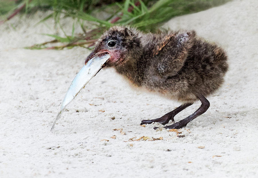 Laughing Gull Chick Photograph by Art Cole