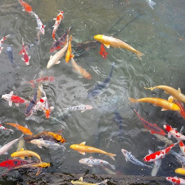 Koi Photograph - #fish #colorful #koi #koifish #japanese by Peter Otto