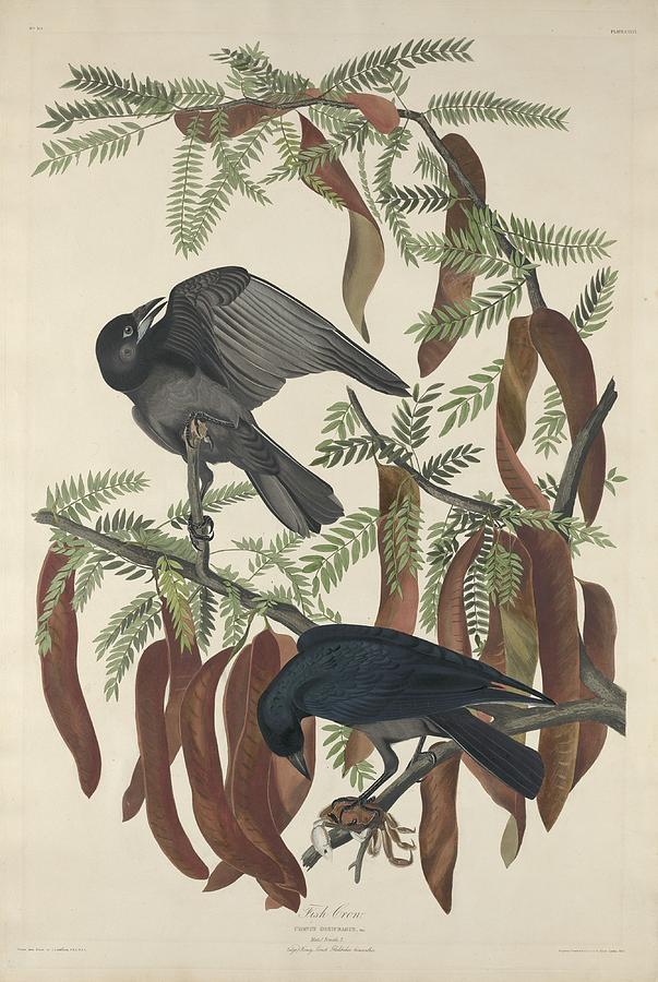 John James Audubon Drawing - Fish Crow by Dreyer Wildlife Print Collections 