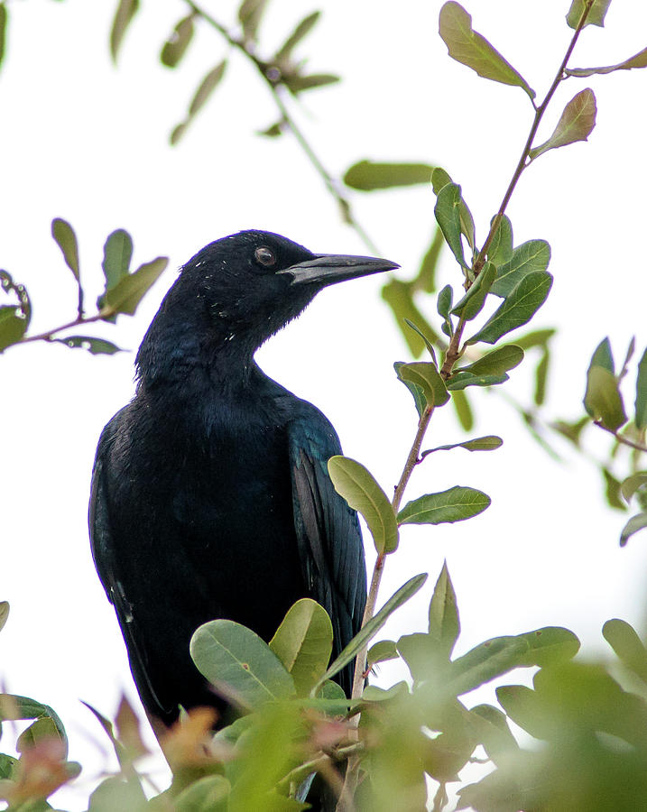 Fish Crow Photograph