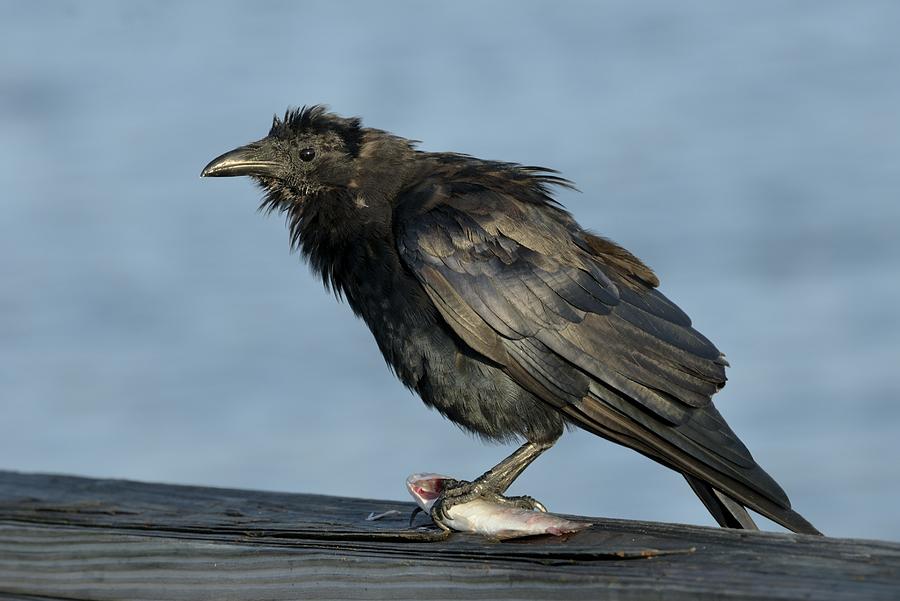 Fish Crow with Fish Photograph by Bradford Martin