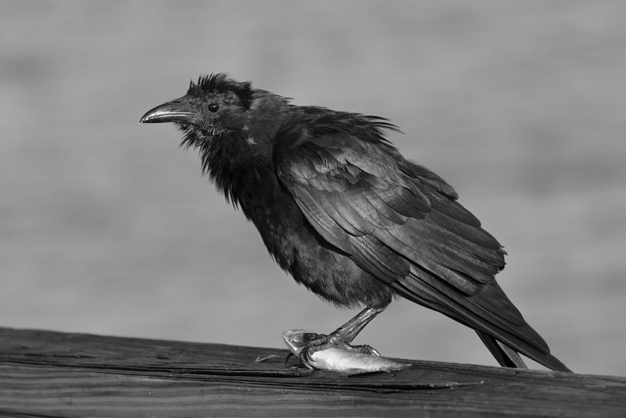 Fish Crow with Fish BW Photograph by Bradford Martin