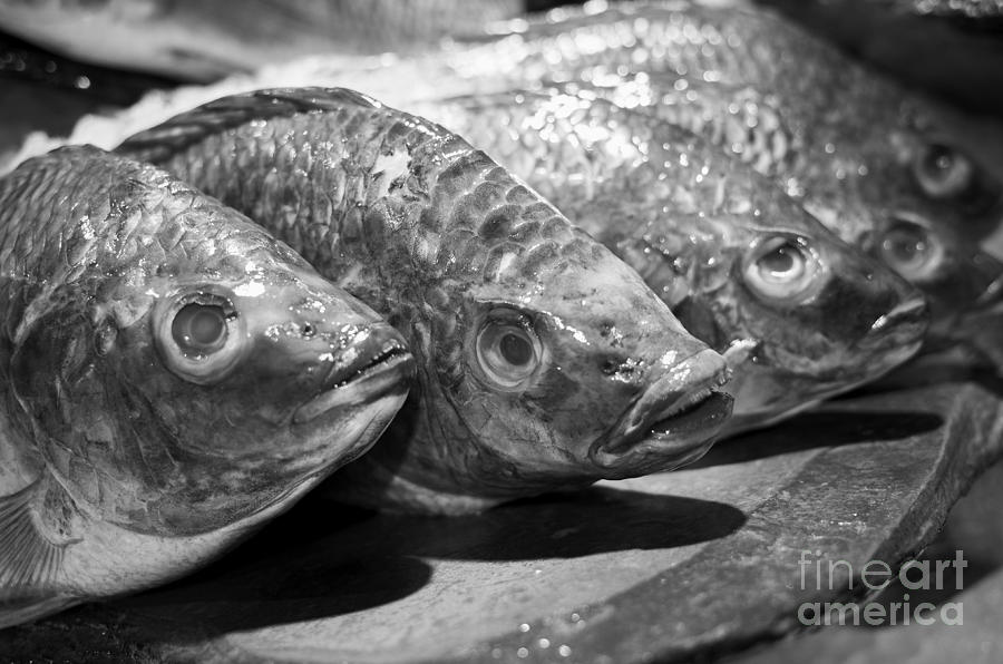 Fish Photograph by Dean Harte