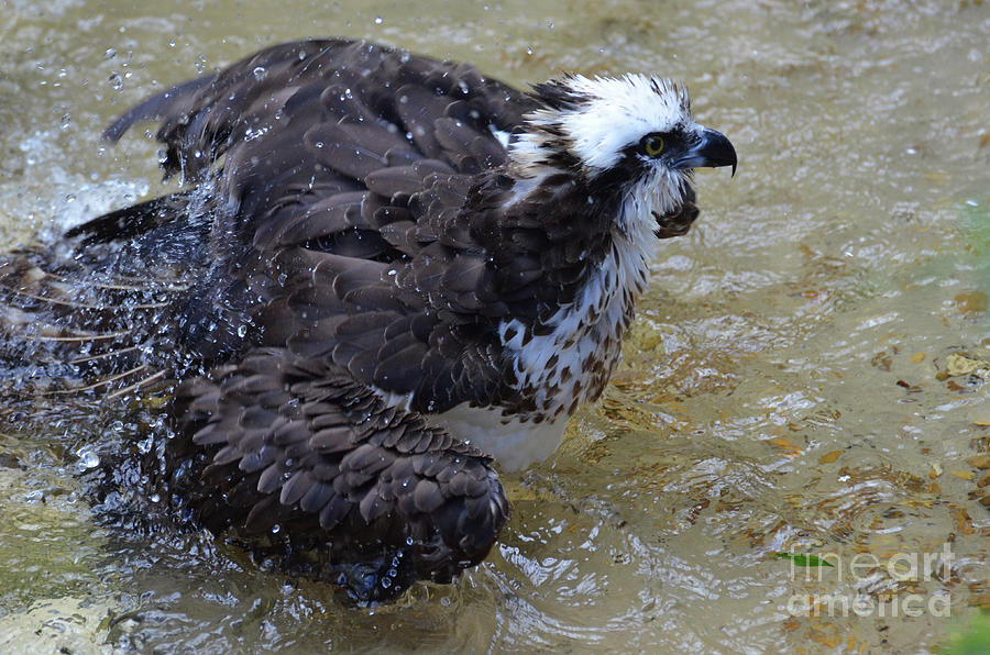 Fish Eagle Bird With Water Droplets Spraying Off Photograph by DejaVu Designs