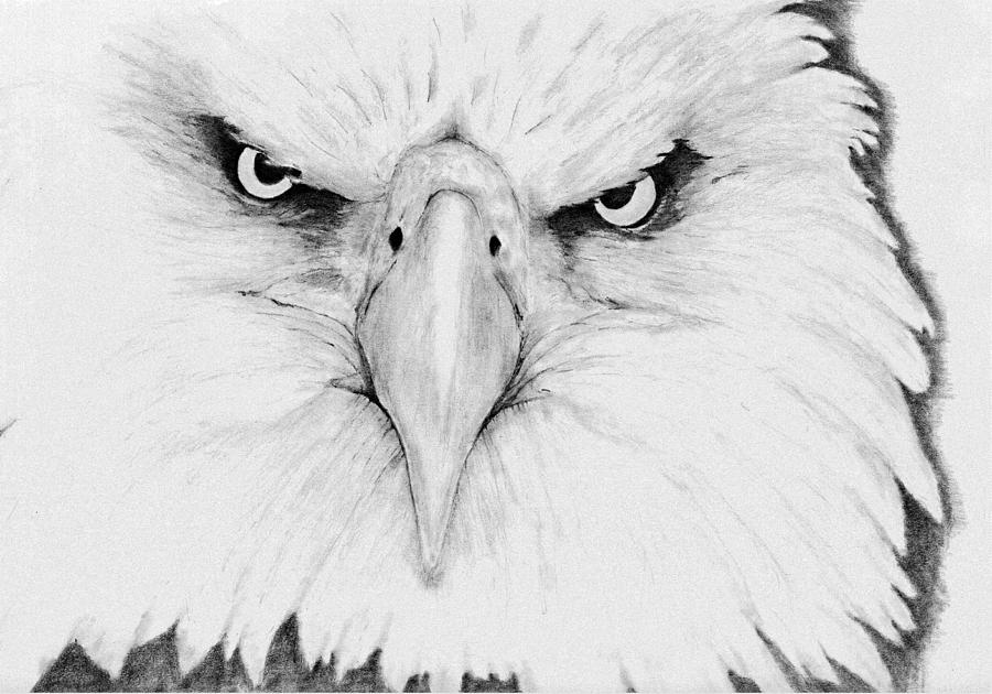 Bird Of Prey Drawing - Fish Eagle by Kevin Pigg