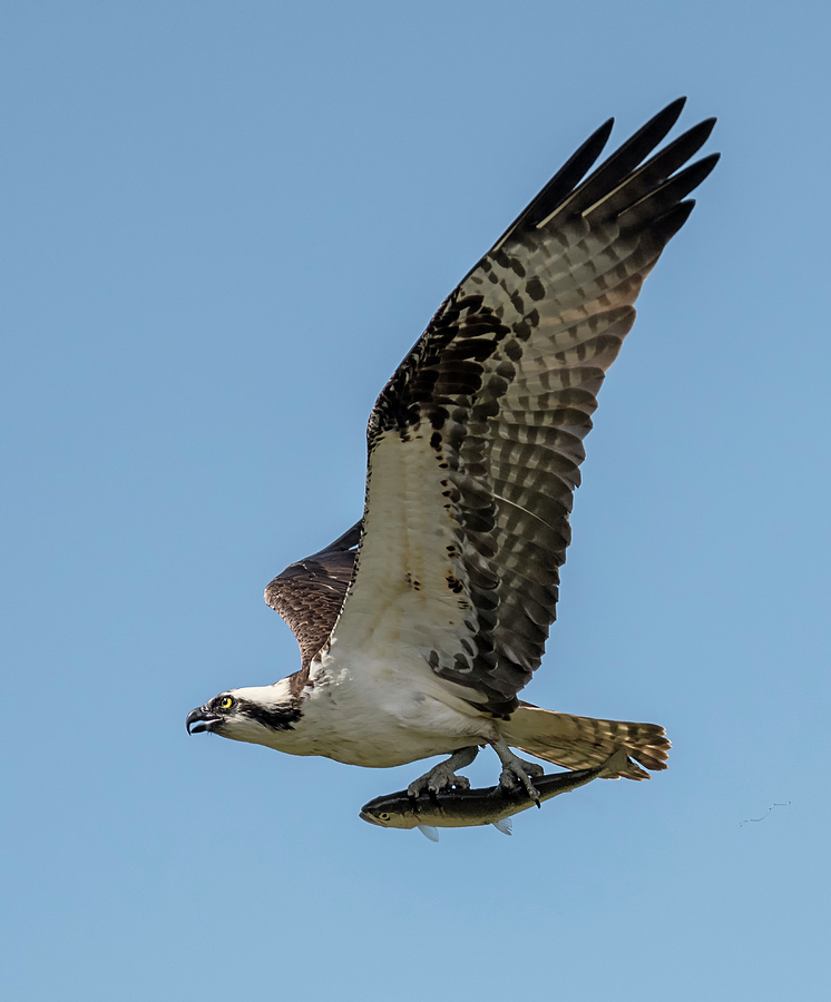 Osprey Photograph - Fish Eagle by Loree Johnson