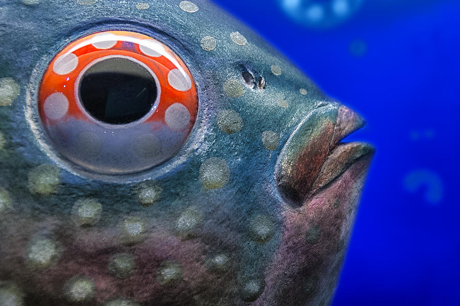 Fish eye Photograph by Gary Warnimont