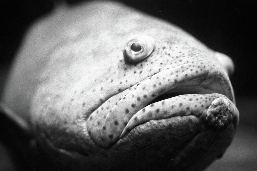Fish Face Photograph by Frank DiMarco