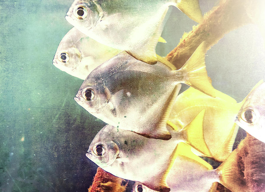Fish Family Photograph by Andrea Anderegg