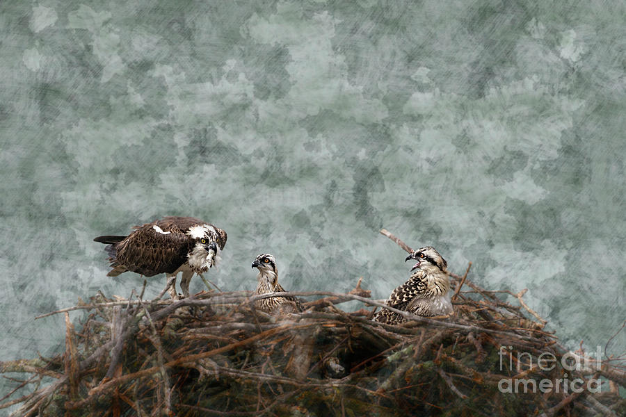 Fish food for the baby osprey Photograph by Dan Friend