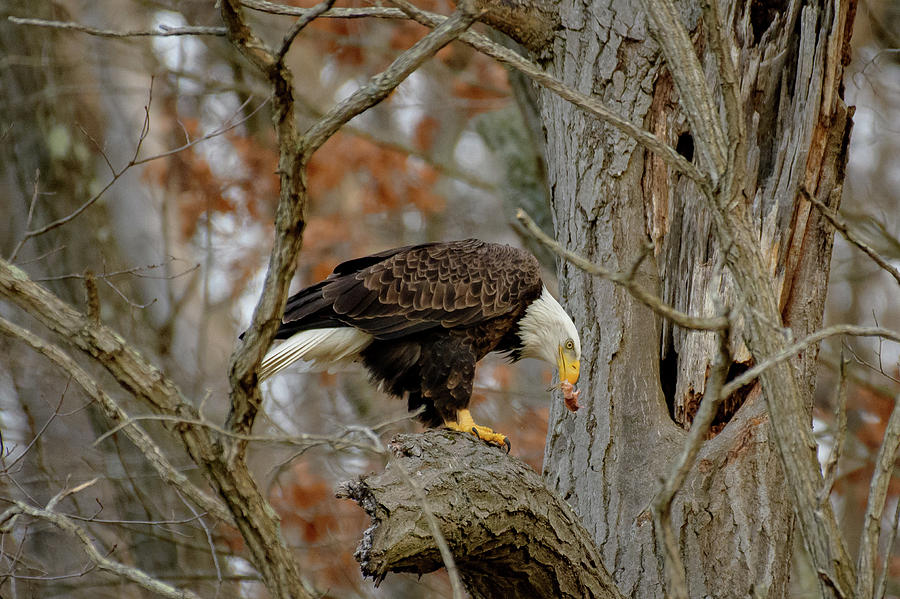 fish-for-breakfast-photograph-by-david-irwin-fine-art-america