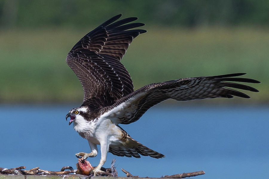 Fish for the Osprey Photograph by Cindy Lark Hartman
