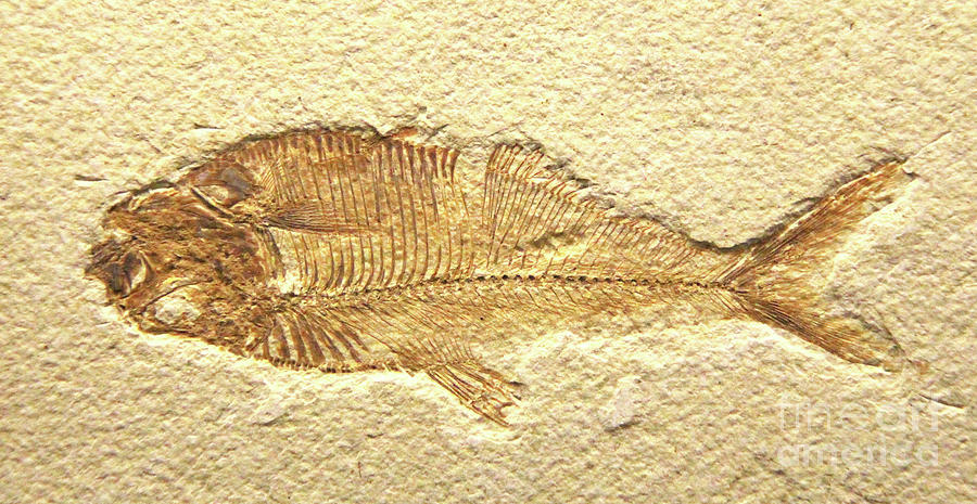 Fish Photograph - Fish Fossil by Art Kurgin