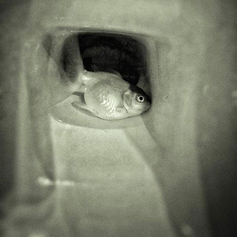 Animal Photograph - Fish Funeral
#fish #goldfish by Rafa Rivas