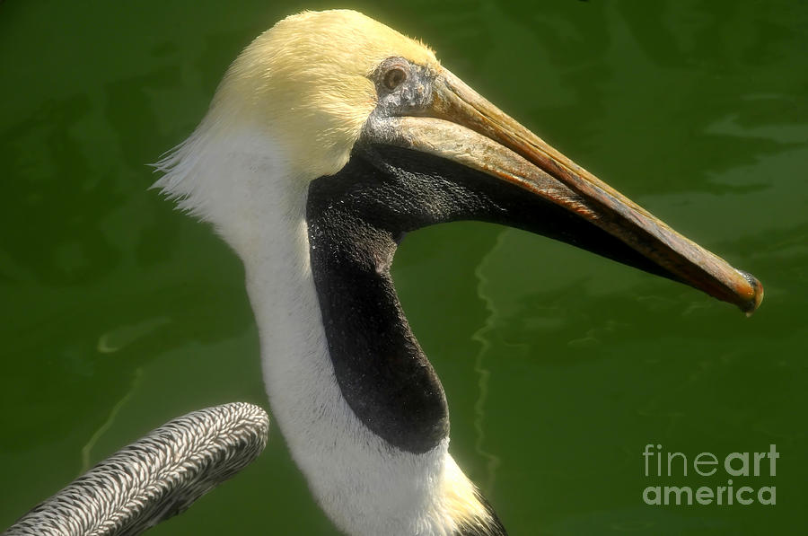 Pelican Photograph - Fish got your throat by David Lee Thompson