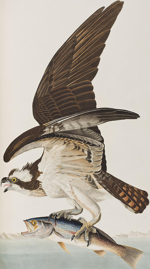 Fish Hawk or Osprey Painting by John James Audubon