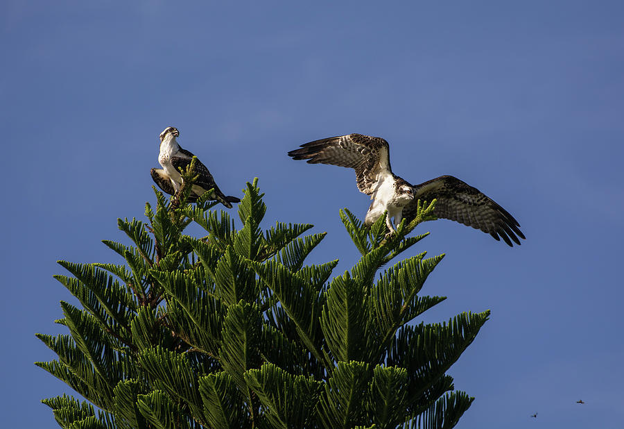 Osprey Photograph - Fish hawks by Zina Stromberg