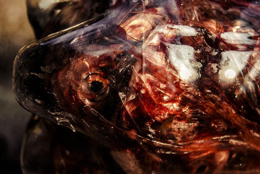Fish Photograph - Fish Heads 02 by Grebo Gray
