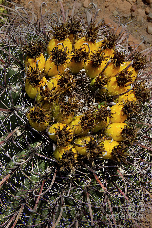 Fish Hook Barrel Cactus-Signed-#2373 Photograph by J L Woody Wooden