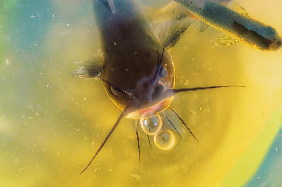 Catfish Photograph - Fish In A Barrell by Sue Capuano