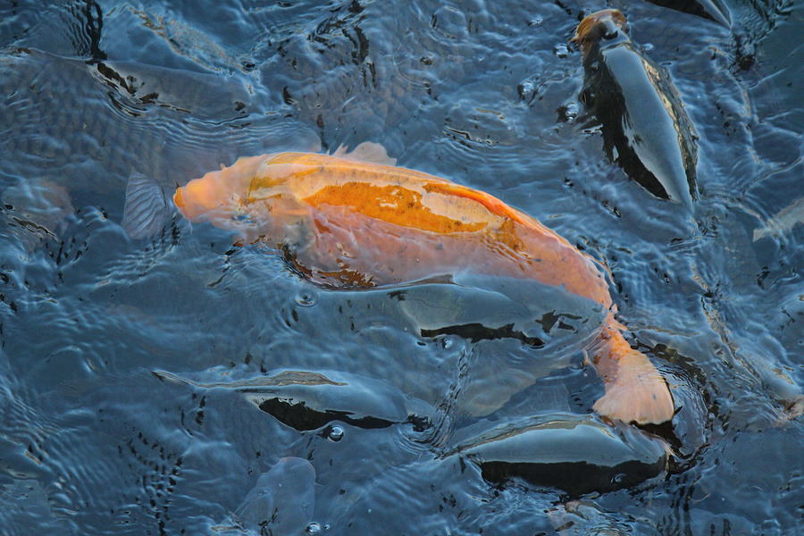 Fish in Nanital Lake, Nanital Photograph by Jennifer Mazzucco