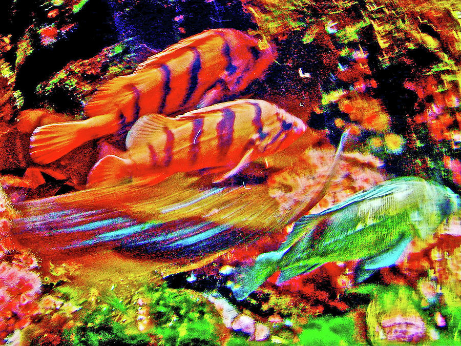 Fish in Oregon Coast Aquarium in Newport, Oregon Photograph by Ruth Hager