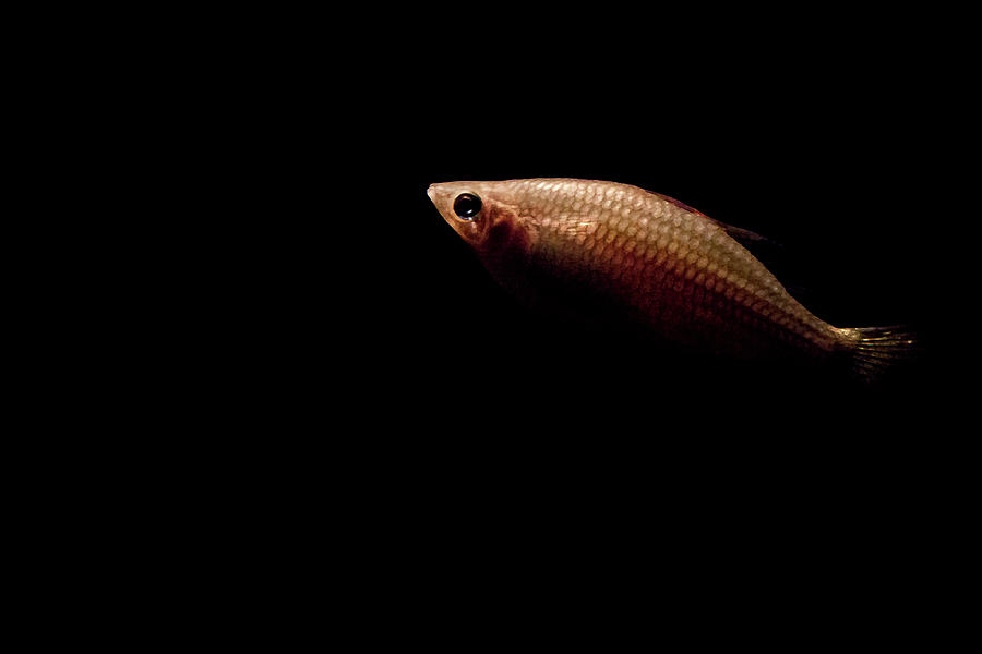 Fish Photograph - Fish Is Intelligent by Miroslava Jurcik