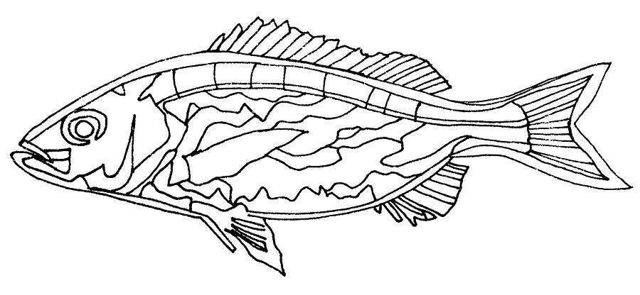 Fish Drawing - Fish Lines by Baya Clare Fish Drawing - Fish Lines by Baya Clare