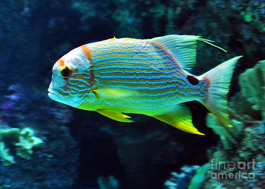 Fish No.3 Photograph by Lydia Holly