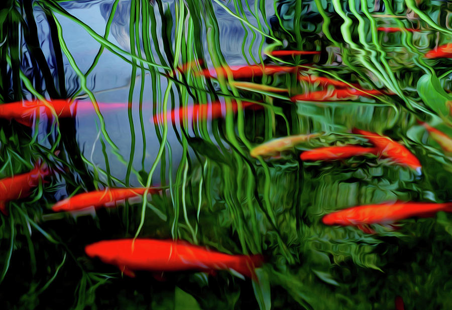 Unique Photograph - Fish Pond by Tianxin Zheng