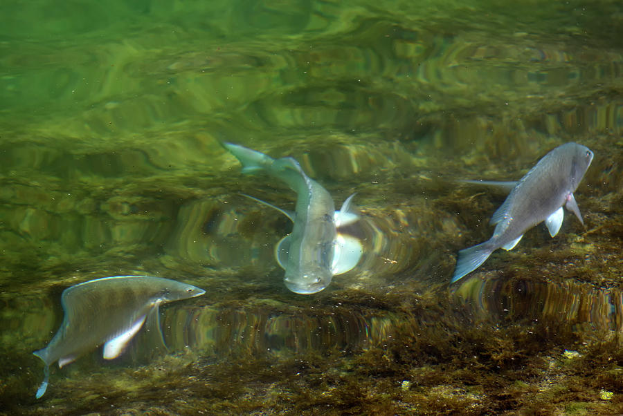Fish refractions Photograph by Paul Cowan
